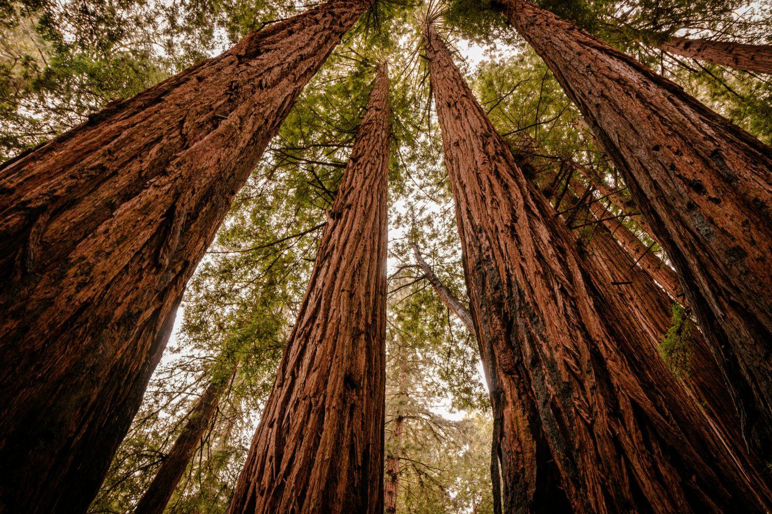 Looking straight up at a ring of redwood trunks meeting the canopy