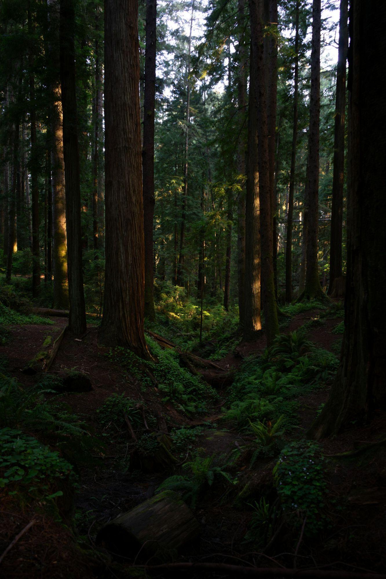Late light on redwood trunks above a fern-covered forest floor