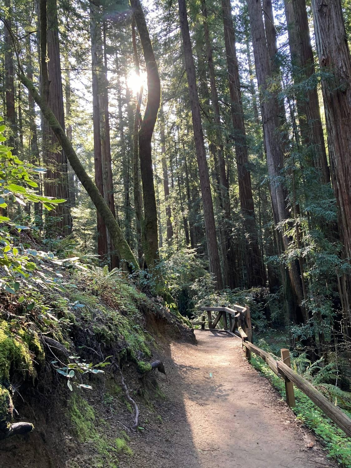 A dirt path with a wooden railing winding through a redwood grove