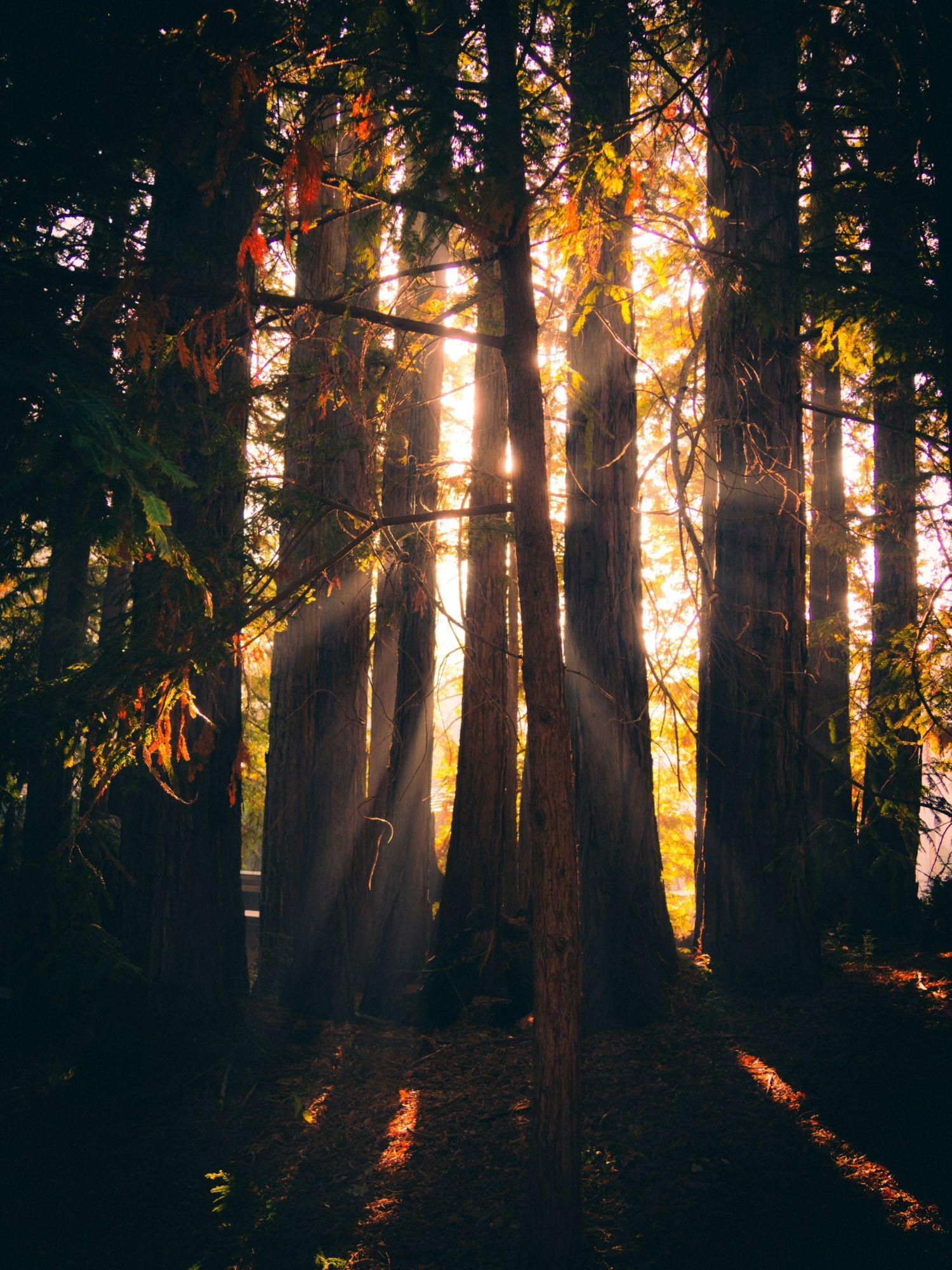 Warm sunlight filtering through a redwood grove